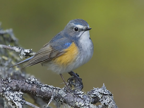 Sinipyrstö, Red-flanked Bluetail, Tarsiger cyanurus